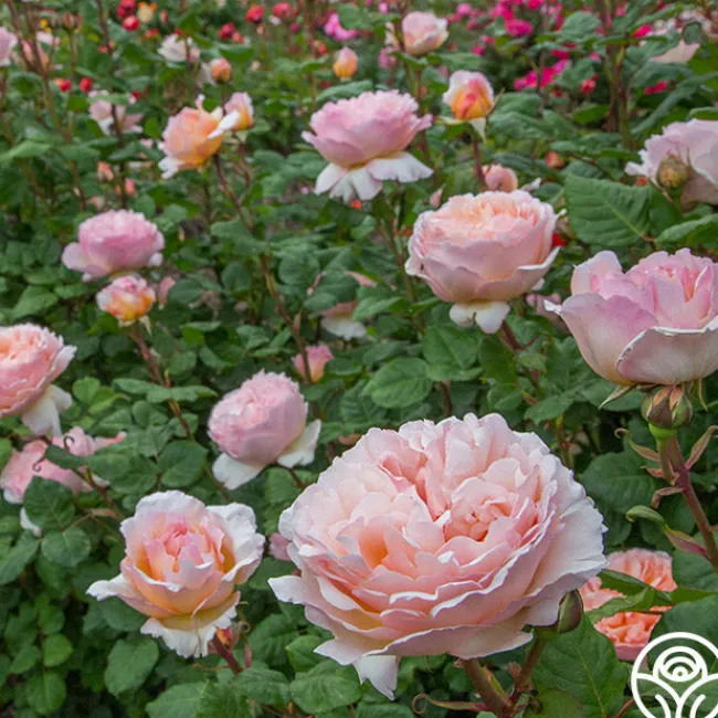 Princesse Charlene de Monaco®>Heirloom Roses Sale