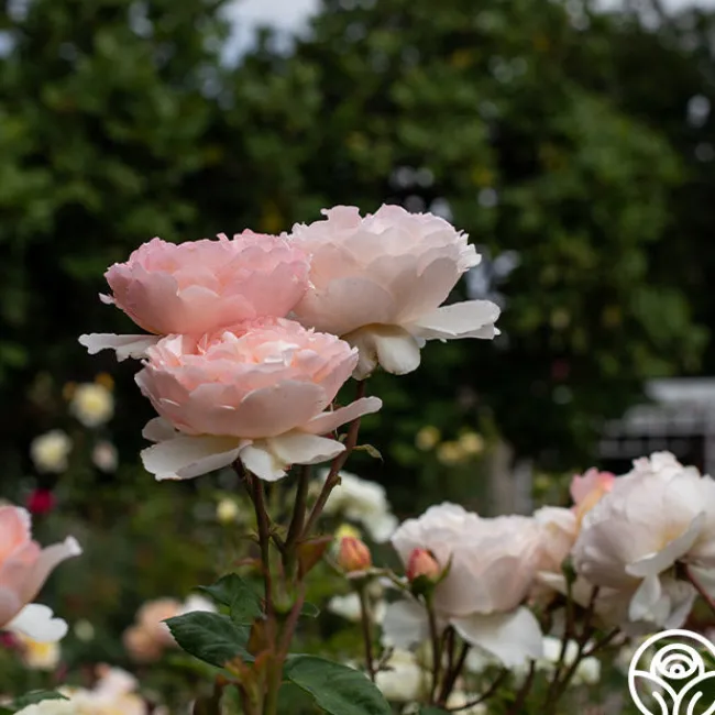 Princesse Charlene de Monaco®>Heirloom Roses Sale