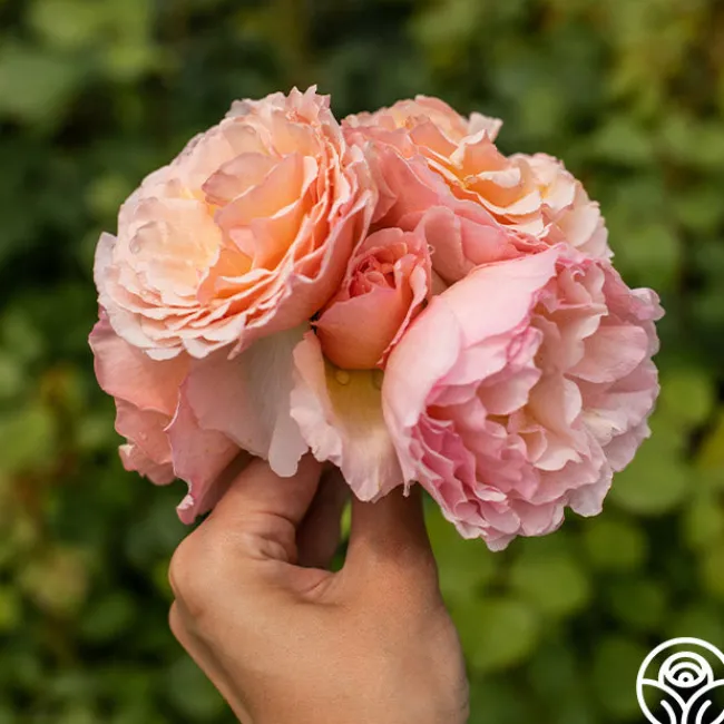 Princesse Charlene de Monaco®>Heirloom Roses Sale