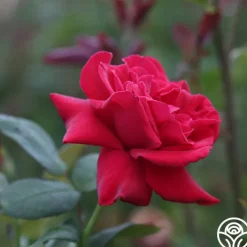 Proud Land®><noscript><img width=