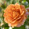 Pumpkin Patch™>Heirloom Roses New