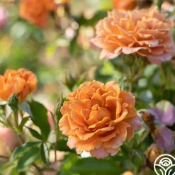 Pumpkin Patch™><noscript><img width=