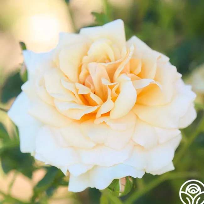 Pure Gold™>Heirloom Roses Hot