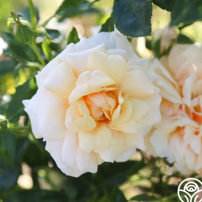 Pure Gold™>Heirloom Roses Hot
