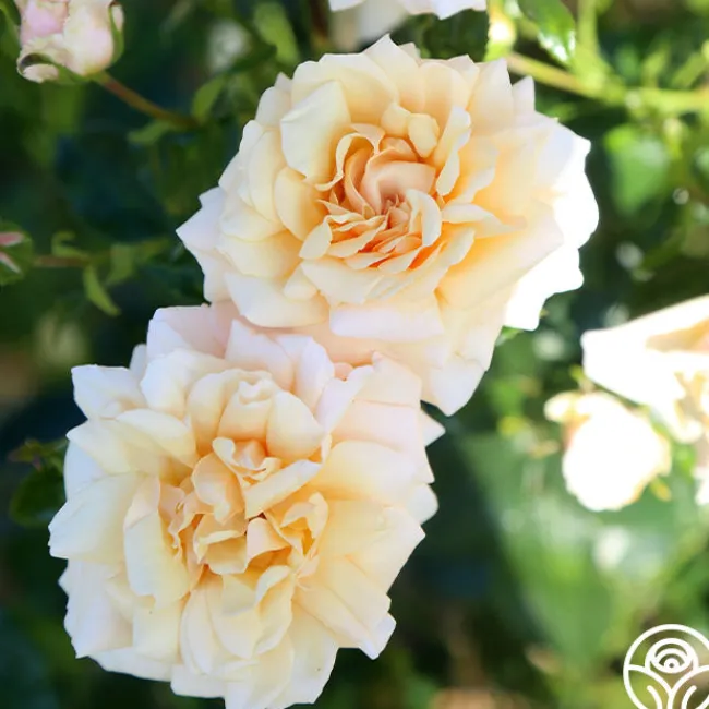 Pure Gold™>Heirloom Roses Hot