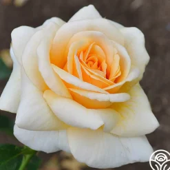 Pure Gold™><noscript><img width=