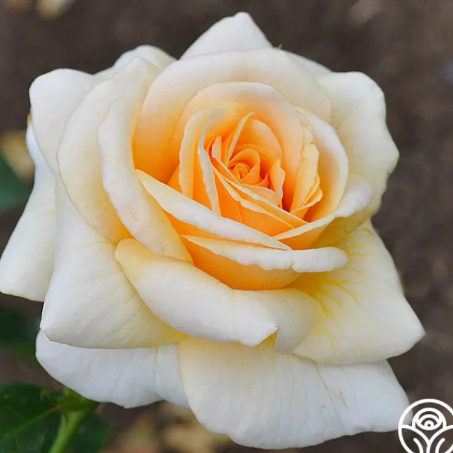 Pure Gold™>Heirloom Roses Hot