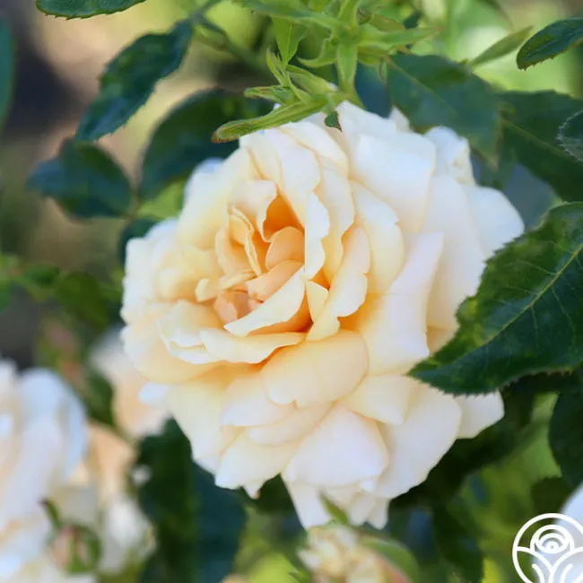 Pure Gold™>Heirloom Roses Hot
