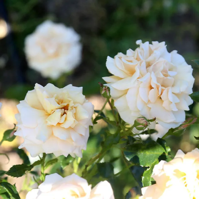Pure Gold™>Heirloom Roses Hot