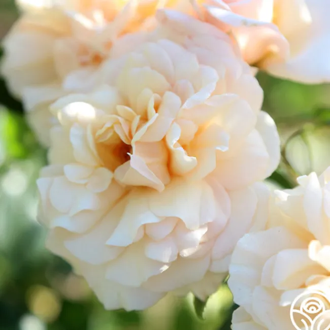 Pure Gold™>Heirloom Roses Hot