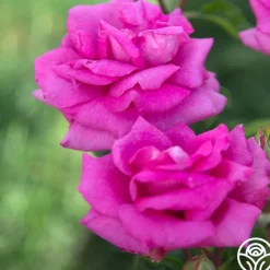 Purple Beauty><noscript><img width=