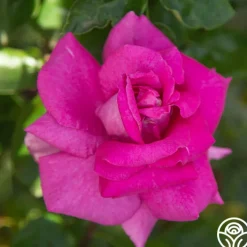 Purple Beauty><noscript><img width=