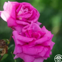 Purple Beauty><noscript><img width=