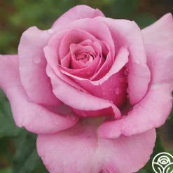 Purple Fragrancia>Heirloom Roses Outlet