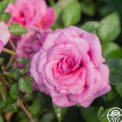 Purple Fragrancia><noscript><img width=