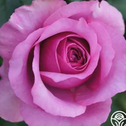 Purple Fragrancia><noscript><img width=