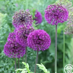 Purple Sensation>Heirloom Roses New