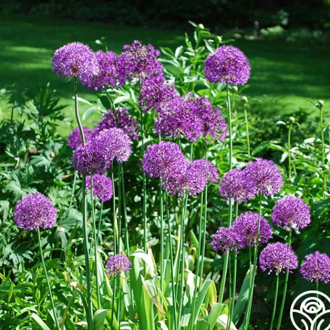 Purple Sensation>Heirloom Roses New