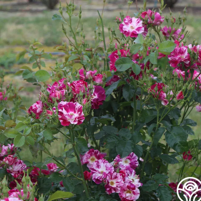 Purple Splash>Heirloom Roses New