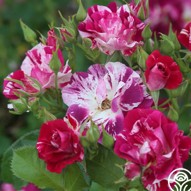Purple Splash>Heirloom Roses New