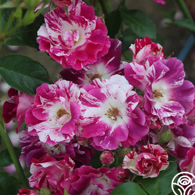 Purple Splash>Heirloom Roses New