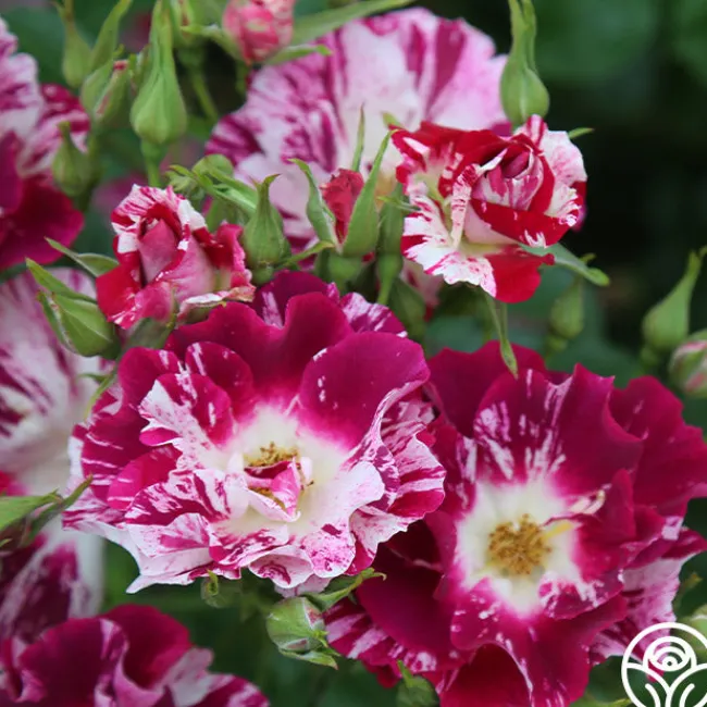Purple Splash>Heirloom Roses New