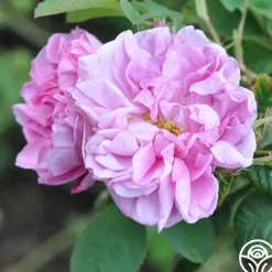 Quatre Saisons>Heirloom Roses