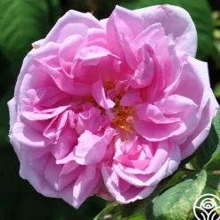 Quatre Saisons>Heirloom Roses
