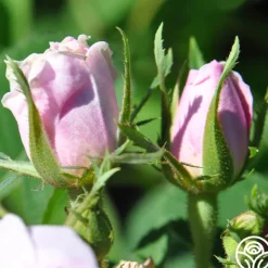 Quatre Saisons><noscript><img width=