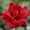 Queen Bee>Heirloom Roses Outlet