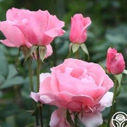 Queen Elizabeth®><noscript><img width=