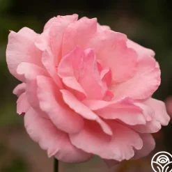Queen Elizabeth®><noscript><img width=