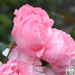 Queen Elizabeth®><noscript><img width=