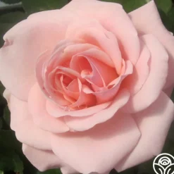 Queen Margrethe™><noscript><img width=