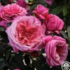 Queen of Elegance™>Heirloom Roses Outlet