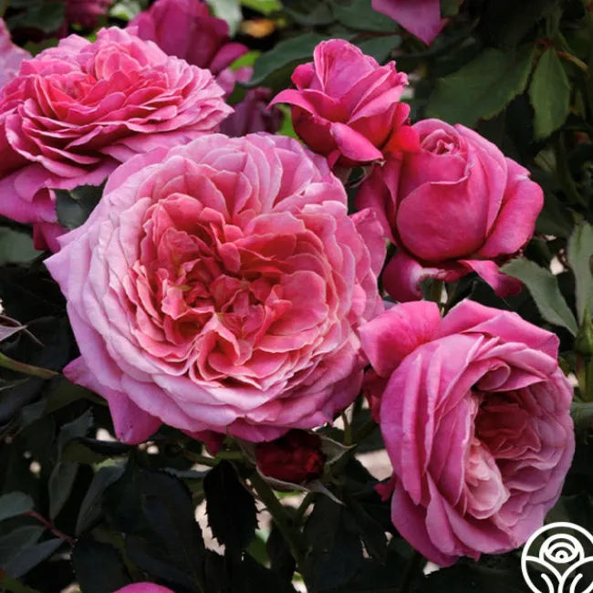 Queen of Elegance™>Heirloom Roses Outlet