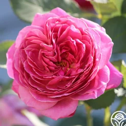 Queen of Elegance™>Heirloom Roses Outlet