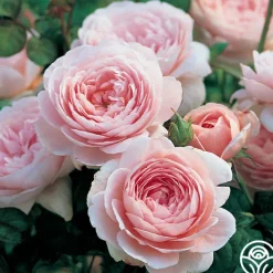 Queen Of Sweden®>Heirloom Roses