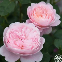 Queen Of Sweden®><noscript><img width=
