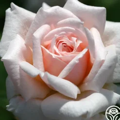 Quietness><noscript><img width=