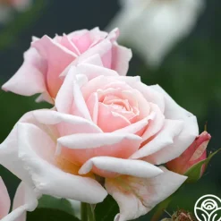 Quietness><noscript><img width=