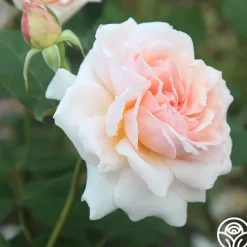 Quietness><noscript><img width=