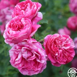 Raspberry Cream Twirl™><noscript><img width=