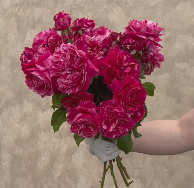 Raspberry Cream Twirl™>Heirloom Roses Sale