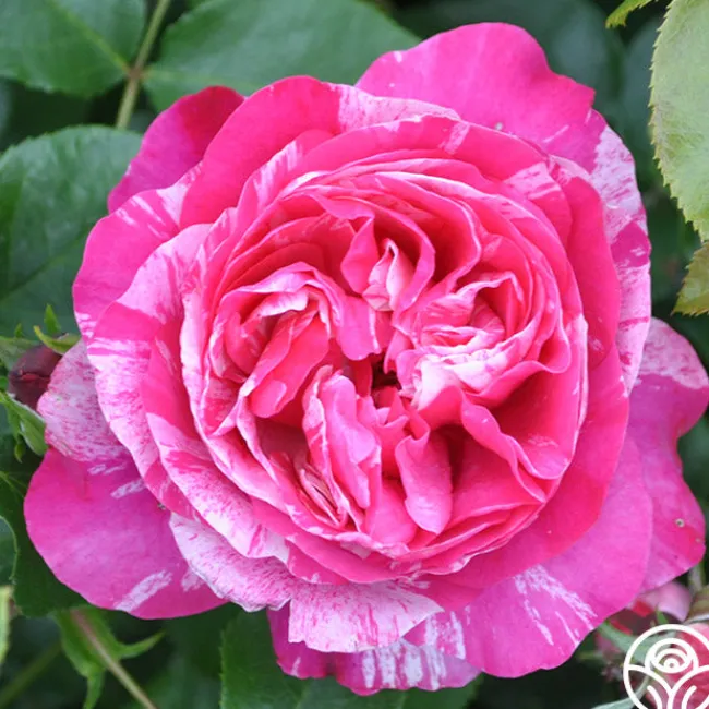 Raspberry Cream Twirl™>Heirloom Roses Sale