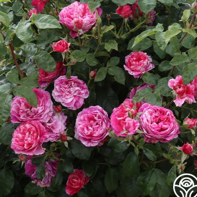 Raspberry Cream Twirl™>Heirloom Roses Sale