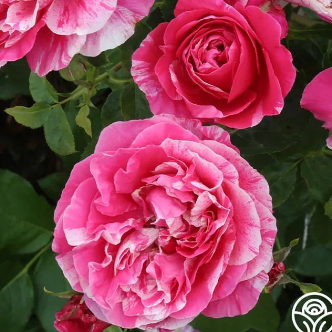 Raspberry Cream Twirl™>Heirloom Roses Sale