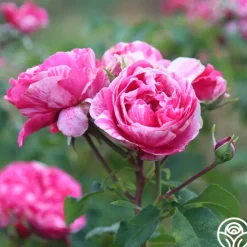 Raspberry Cream Twirl™><noscript><img width=