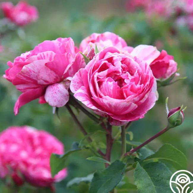 Raspberry Cream Twirl™>Heirloom Roses Sale