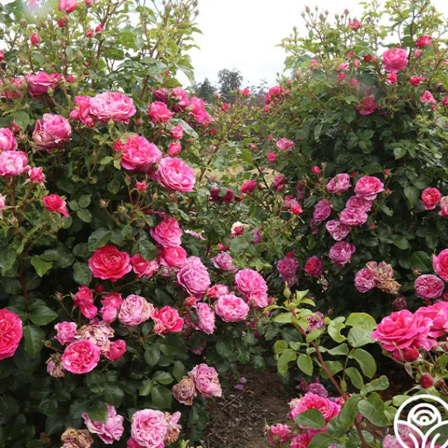 Raspberry Cream Twirl™>Heirloom Roses Sale